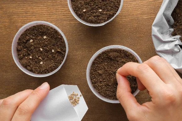 Person sät Samen in Töpfe